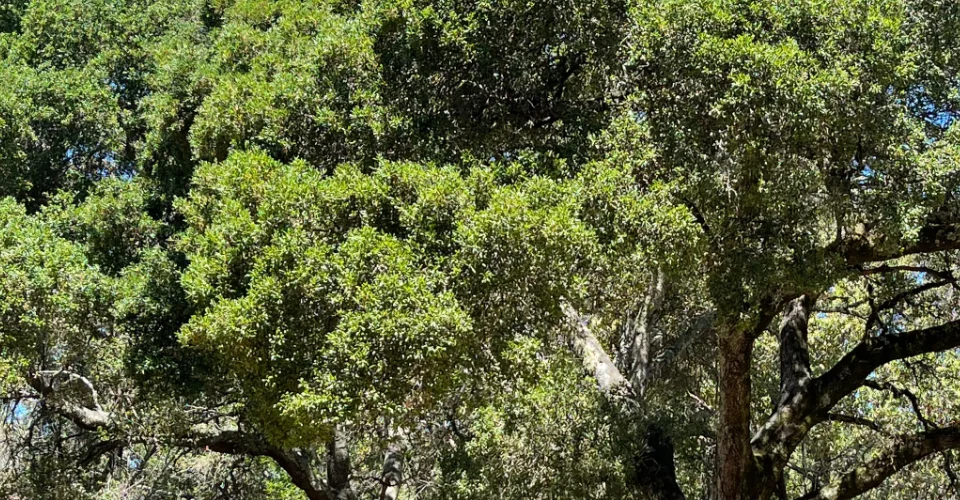 trees